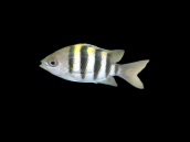 Abudefduf vaigiensis 4-6 cm
