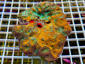 Acanthastrea echinata Aqua Inferno