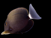 Acanthurus auranticavus 8-12 cm