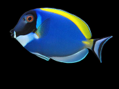 Acanthurus leucosternon 5-8 cm
