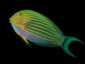 Acanthurus lineatus S/M