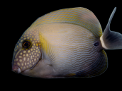 Acanthurus maculiceps 8-12 cm