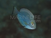 Acanthurus mata 5-8 cm