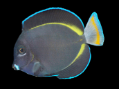 Acanthurus nigricans 12-15 cm