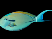 Acanthurus nigricauda 5-8 cm