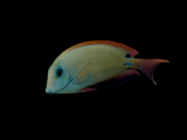 Acanthurus nigrofuscus 8-12 cm