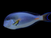 Acanthurus sohal 6-10 cm