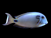 Acanthurus tennentii 8-12 cm