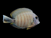 Acanthurus tristis Juv&eacute;nile 8-10 cm