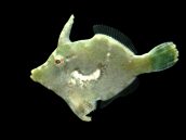 Acreichthys tomentosus 3-5 cm