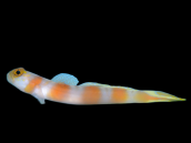 Amblyeleotris yanoi 3-4cm