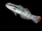 Amblygobius bynoensis 6-8 cm
