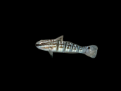 Amblygobius phalaena 5-8cm