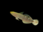 Amblygobius rainfordi 2-4cm