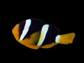 Amphiprion clarkii 3-4cm