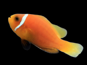 Amphiprion nigripes 4-6cm