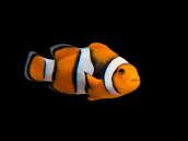 Amphiprion percula 5-7 cm Noir. Grade A