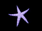 Archaster typicus 5-6 cm