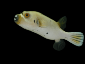 Arothron nigropunctatus 10-15 cm Black