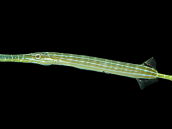 Aulostomus chinensis 10-20 cm Gray