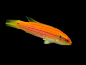 Bodianus bimaculatus Adulte 5-8 cm