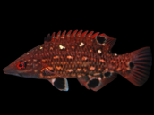 Bodianus diana Juvenile 6-8 cm