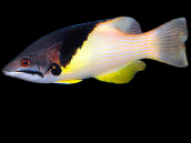 Bodianus mesothorax Adulte 6-10 cm