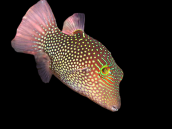 Canthigaster solandri 4-6 cm