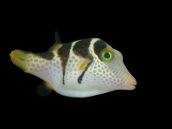 Canthigaster valentini <4 cm