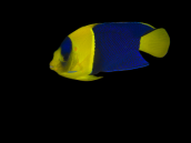 Centropyge bicolor S