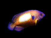 Centropyge bispinosa 7-8 cm White