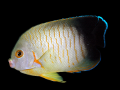 Centropyge eibli 3-5 cm