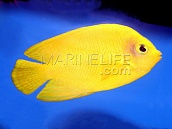 Centropyge heraldi M