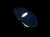 Centropyge tibicen 5-6cm