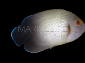 Centropyge vrolikii 5-8 cm