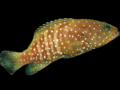 Cephalopholis cyanostigma 5-8 cm