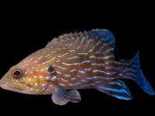 Cephalopholis formosa 10-15 cm