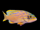 Cephalopholis polleni 10-15 cm