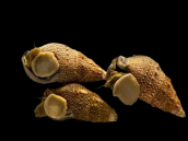 Cerithium spp. 1-3 cm