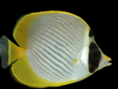 Chaetodon adiergastos 7-10 cm