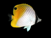 Chaetodon auriga 7-10 cm