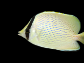 Chaetodon citrinellus 7-10 cm