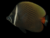 Chaetodon collare 7-10 cm