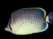 Chaetodon guttatissimus 4-7 cm