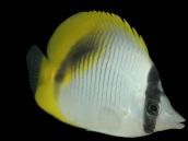 Chaetodon lineolatus 7-10cm