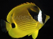 Chaetodon lunula 4-7 cm
