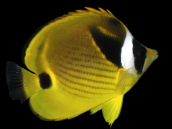 Chaetodon lunula 7-10 cm