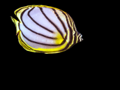Chaetodon meyeri Adulte 7-10 cm