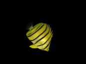 Chaetodon octofasciatus 4-7cm