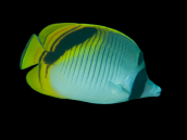 Chaetodon oxycephalus 7-10 cm
